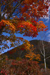 DSC_9929s.jpg
