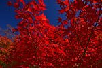 DSC_9971s.jpg