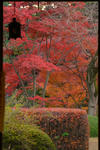 DSC_3184s.jpg