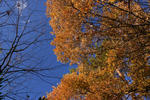 DSC_3204s.jpg