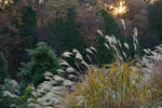 DSC_3214s.jpg