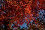 DSC_3224s.jpg