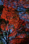 DSC_3232s.jpg