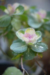 DSC_3325s.jpg