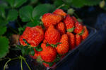 DSC_3402s.jpg