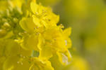 DSC_3507s.jpg