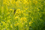 DSC_3524s.jpg