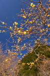 DSC_3662s.jpg