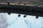 DSCF8470s.jpg