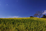 DSC_4153s.jpg