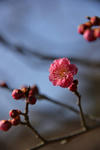 DSC_4164s.jpg