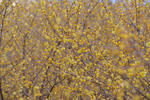 DSC_4239s.jpg