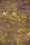 DSC_4244s.jpg