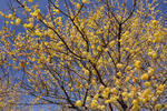 DSC_4274s.jpg