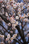 DSC_4305s.jpg