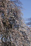 DSC_4314s.jpg
