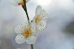 DSC_4338s.jpg