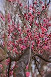 DSC_4361s.jpg