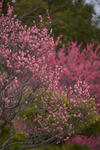 DSC_4377s.jpg