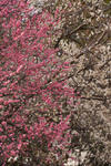 DSC_4324s.jpg