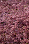 DSC_6039s.jpg