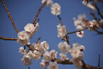 DSC_6060s.jpg