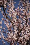 DSC_6067s.jpg