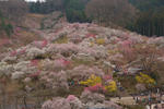 DSC_6106s.jpg