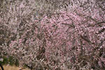 DSC_6211s.jpg