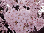 Flower1-005.jpg
