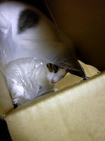 SH3B0054.JPG