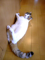 SH3B0214.JPG