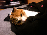 SH3B0244.JPG