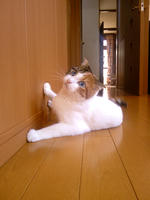 SH3B0249.JPG