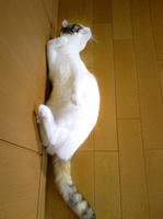 SH3B0268.JPG