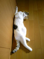 SH3B0270.JPG