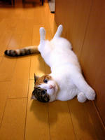 SH3B0271.JPG
