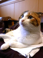 SH3B0333.JPG