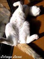 SH3B0390.JPG