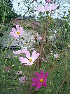 cosmos