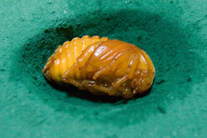 CRW_3564.jpg