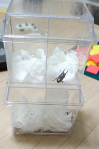 CRW_4379.jpg