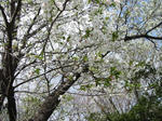 桜満開