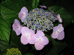 紫陽花