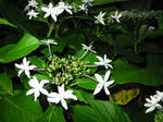 紫陽花