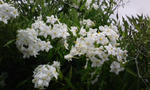 白い花２