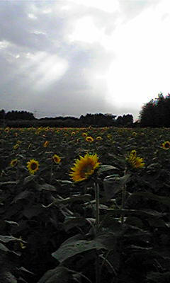 img_9748_54736902_0.jpg