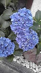紫陽花