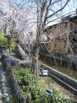 祇園白川の桜