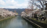 琵琶湖疎水周辺の桜